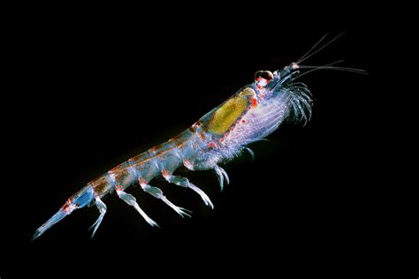Antarctic Krill Facts Pictures And Info Discover An Antarctic Crustacean