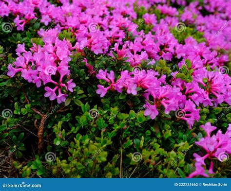 Blooming Pink Rhododendron Flowers In The Parang Mountains Stock Photo