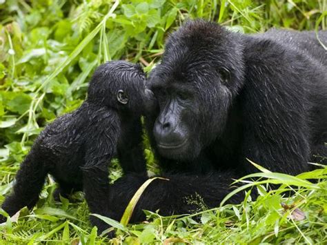 Infant Mountain Gorilla Leans In To Kiss Silverback Bwindi
