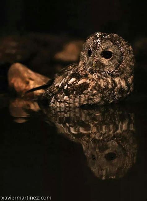 Owl taking bath in the tub. Owl taking night bath | Owl spirit animal, Owl, Tawny owl