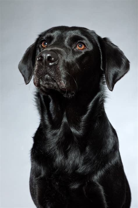 Young Black Labrador Retriever Dog Studio Shot Labradorretriever In