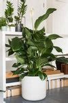 Best House Plants To Grow Inside British Gq