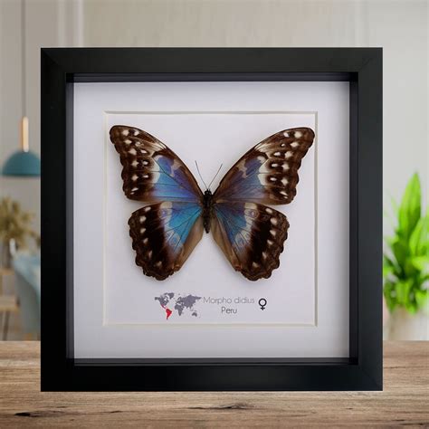 Morpho Didius Female The Giant Blue Morpho Taxidermy Butterfly Giant