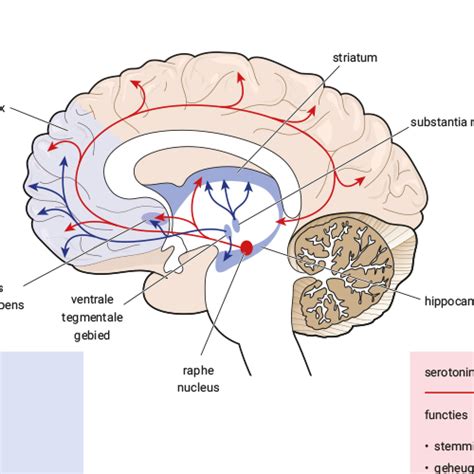 Combinatietherapie Van Antipsychotica En Stimulantia Kansen Voor De