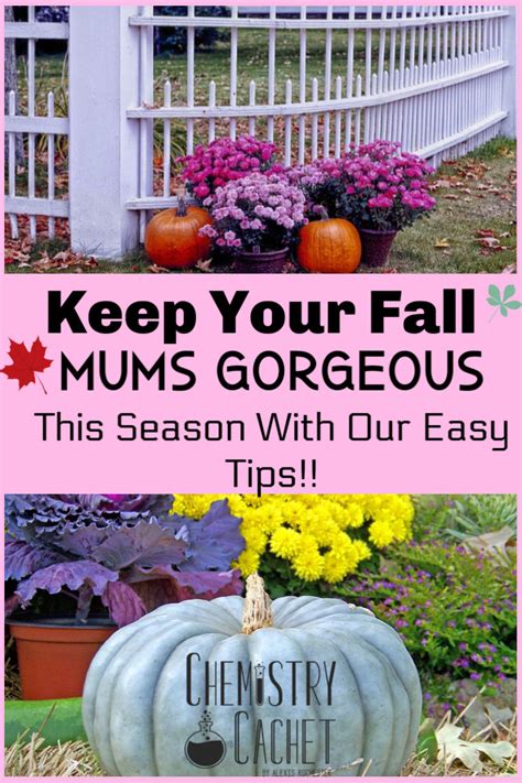 The Easiest Guide For Potted Mums