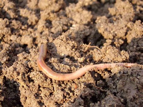 How Earthworms Help Your Lawn Grass And Soil