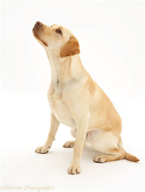 Dog Yellow Labrador Retriever Photo Wp44373