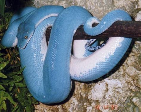 Holy Blue Snakes Pet Snake Snake Cute Reptiles