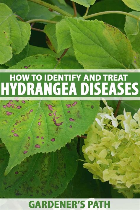 Unfortunately, diseases like powdery mildew and leaf spot can afflict the plant and dim. How to Identify and Treat Hydrangea Diseases | Gardener's Path