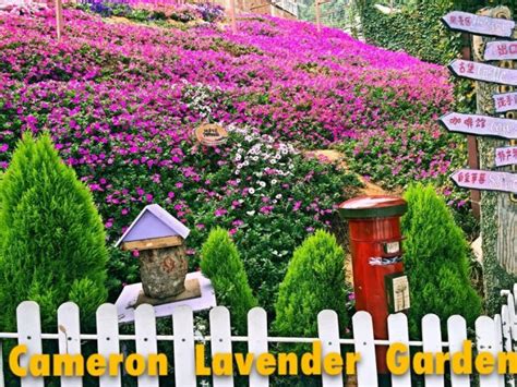The retreat has a diverse population of more than 43,000 people. Cameron Lavender Garden - Cameron Highlands, Pahang