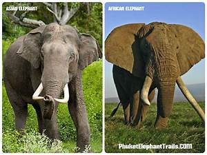 Different Types Of Elephants Elephant Trekking Tours In Phuket