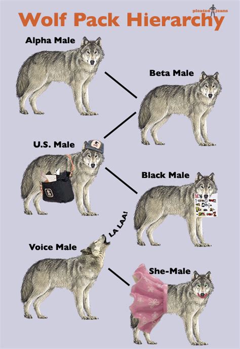Wolf Pack Hierarchy Pic Hot Sex Picture