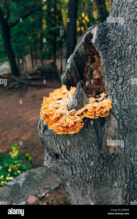 Chicken Of The Woods Fungi Laetiporus Sulphureus Growing On Oak Tree Hi