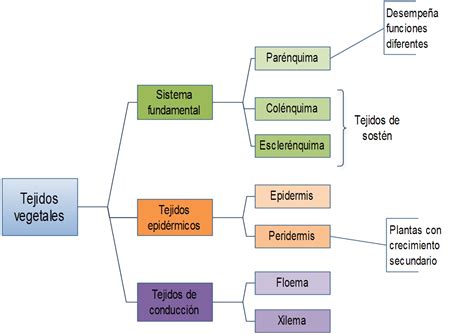 Blogia 20 Anatomía Y Fisiología Vegetal I Tipos De Tejidos Vegetales