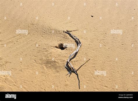 Toadhead Agama Lizard Near Its Burrow In The Sand Of The Desert Stock