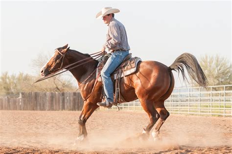 3 Best Horse Breeds For Reining In The Ribbons Horse Rookie
