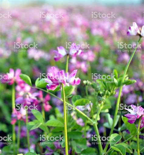 Close Up Of Alfalfa Flowers In A Field Stock Images Free Alfalfa