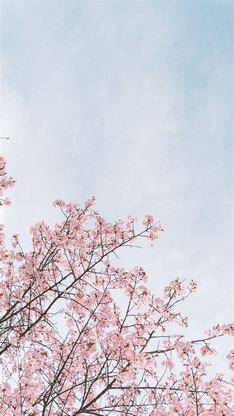 Aesthetic Cherry Blossom Wallpaper