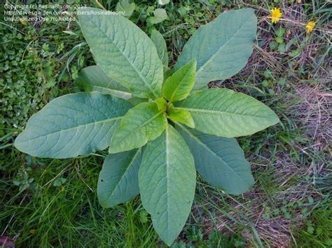 Plantfiles Pictures Inkweed Red Ink Plant Phytolacca Octandra By