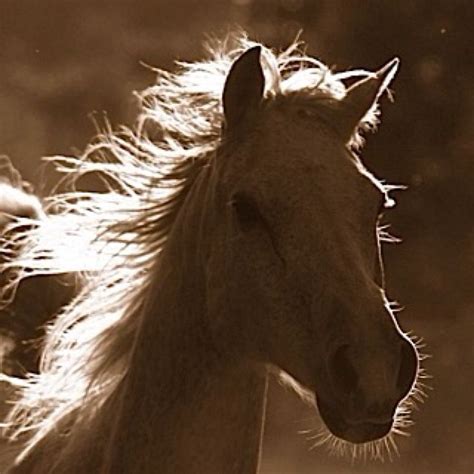 Pin by Cassidy Edwards on Horses | Pretty horses, All the pretty horses, Horses