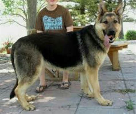 Big Dog Dog Whining German Shepherd Large German Shepherd