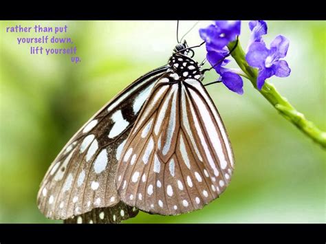 Butterfly Blessings Butterfly Blessed Animals