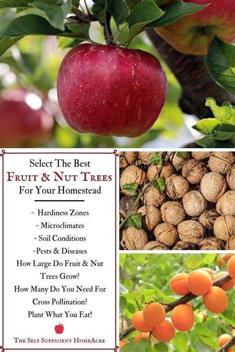 Select The Best Fruit And Nut Trees For Your Homestead The Self
