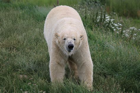 Eisbär Bär Tier Kostenloses Foto auf Pixabay