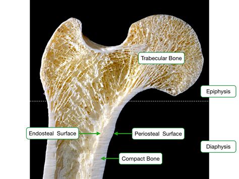 Growing Long Bone Anatomy
