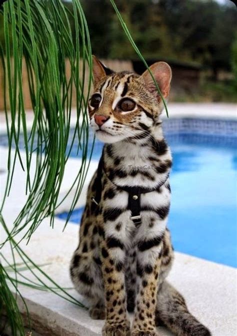 lovely pets top  unusual cat breeds