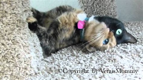 Venus The Chimera Kitty Playing On Cat Condo Cutest