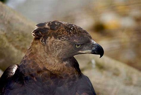 Crowned Eagle The Most Powerful Eagle