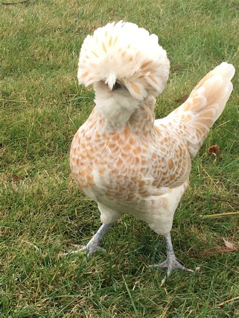 5 Beautiful Ornamental Chicken Breeds Backyard Chickens Learn How