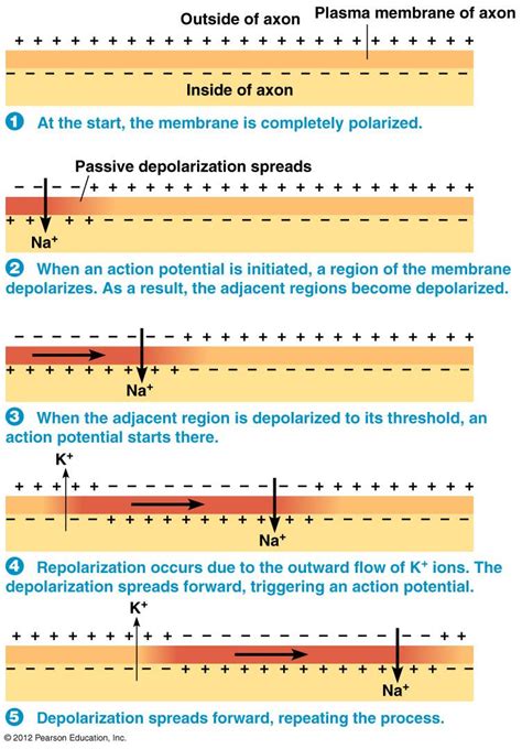 Propagated Action Potential Is The Nerve Impulse Teaching Biology