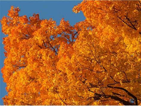 Fall Foliage 2016: Color Nears Peak in Central Maryland | Edgewater, MD