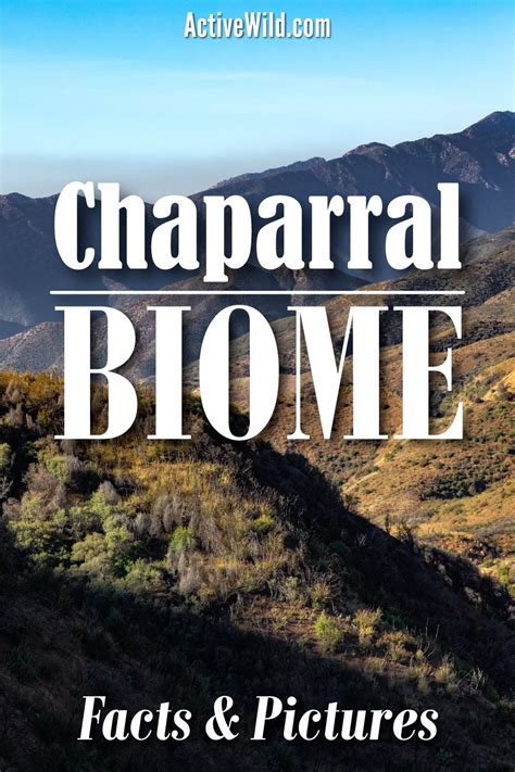 The Chaparral Biome Facts Pictures And In Depth Information Chaparral
