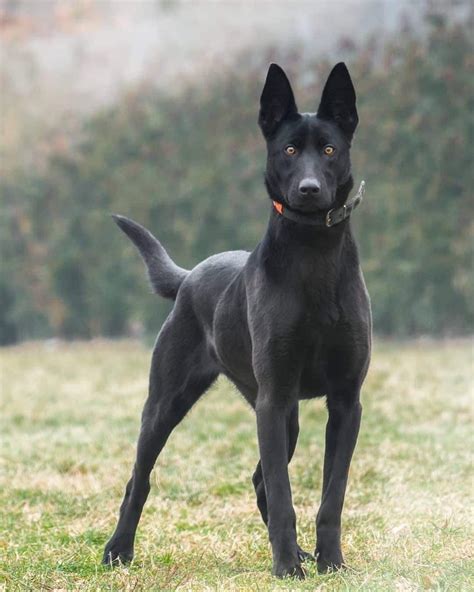 Pin By Lj On Black Malinois Black Dogs Breeds Malinois Dog Guard Dogs
