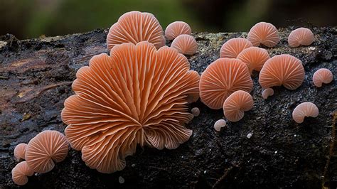 Closeup View Of Fungus Mushrooms On Tree Trunk In Blur Background Hd