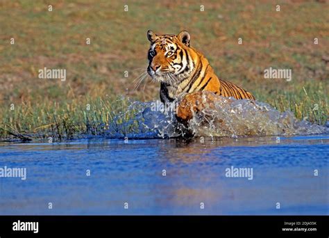 Bengal Tiger Panthera Tigris Tigris Adult Running Through Water Stock