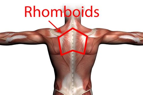 Stretches To Strengthen Your Rhomboid Muscles Montgomery Municipal