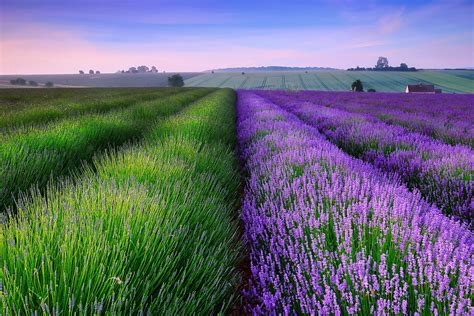 Fields (or properties) in the schema are the attributes of the node. Delightful Lavender Fields - United Kingdom - World for Travel