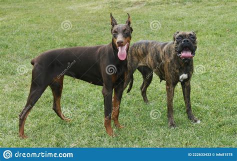 Doberman Vs Boxer Guard Dogs Stock Image Image Of Carnivore