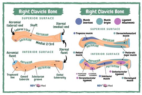 Clavicle Bone Anatomy Superior And Inferior Surfaces Grepmed
