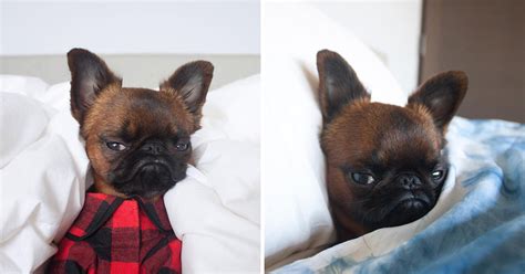 Meet Gizmo The Grumpy Dog Who Looks Like Hes Always