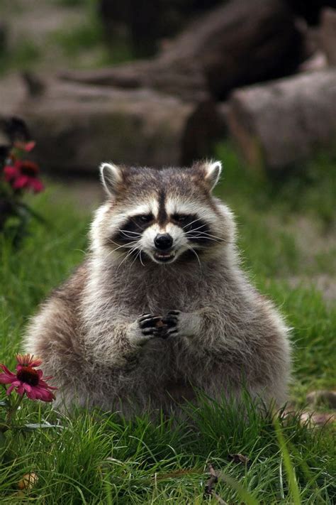 961 Best Images About Ti Racoon On Pinterest A Tree Love Pet And