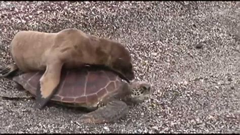 Baby Sea Lion Rides A Turtle Youtube