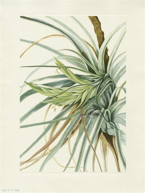Antique Prints Of Tillandsia From Walcott North American Wild Flowers