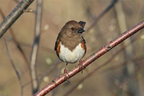 Eastern Towhee Breeding Bird Atlas Central Quabbin April Flickr