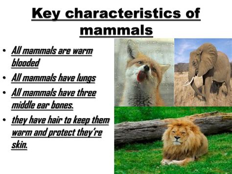 Ppt Mammals Powerpoint Presentation Free Download Id3021141
