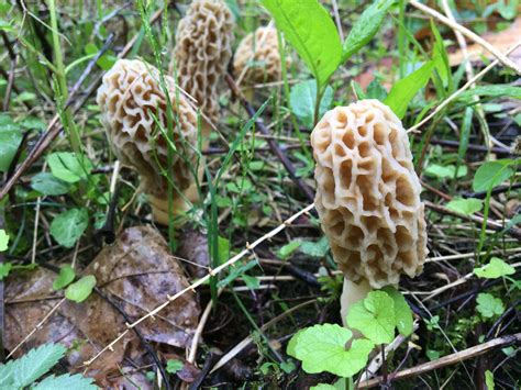 7 Best Morel Mushroom Hunting Tips As Season Set To Explode In Michigan